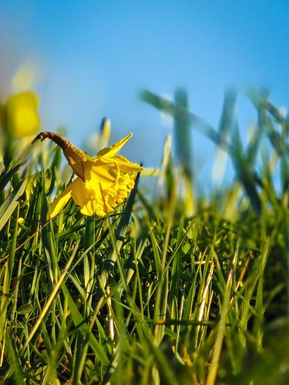Shown is a closeup of a wild daffodil. Surrounding it is grass which mostly is out of focus.