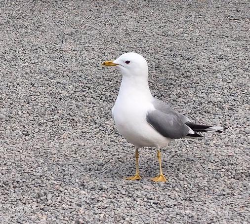 Eine Möwe läuft auf Schotter