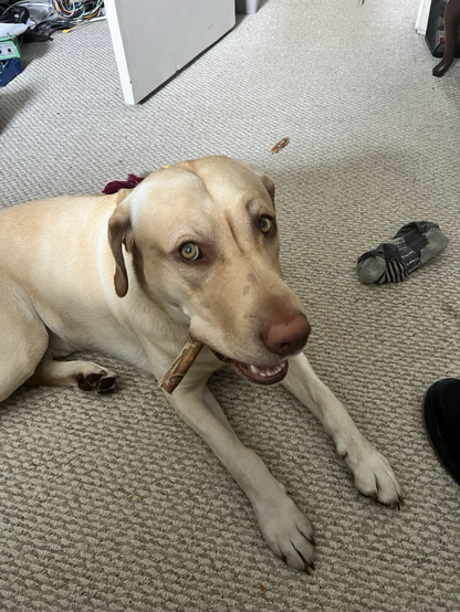 A yellow lab looks at the camera while chewing a rawhide stick. 