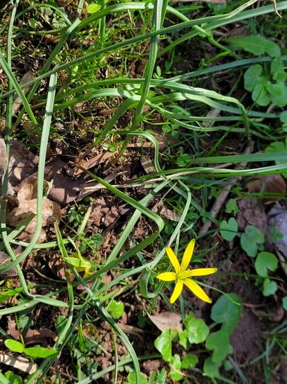 Wiesen-Gelbstern (Gagea lutea)