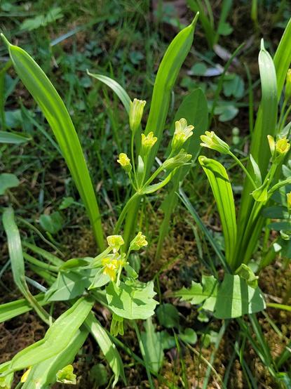 Wald-Gelbstern (Gagea lutea)