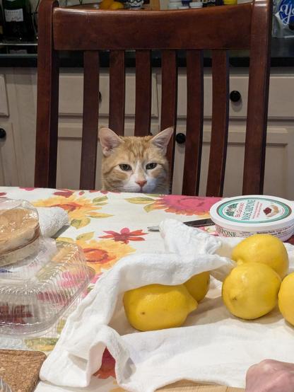 An orange cat sits in a wooden chair at a table. The table is covered in a floral cloth; there are lemons wrapped in a white cloth. The cat stares at the lemons intently.