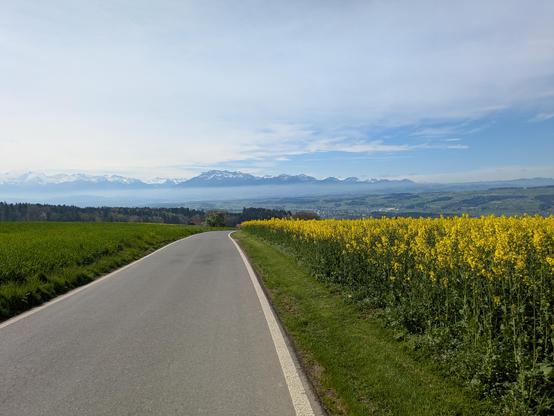 A road with a yellow rapeseed field on the side. Alps in the background.