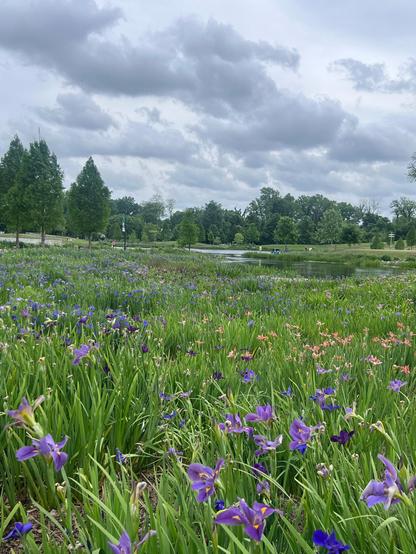 Field of irises with a small lake in the background. Cloudy day 