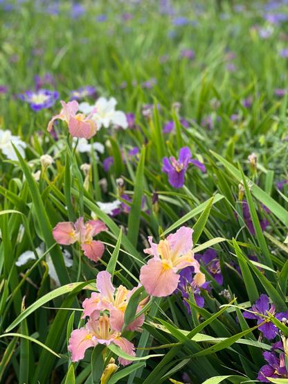 Portrait mode photo of orange, pink, white and purple irises. 