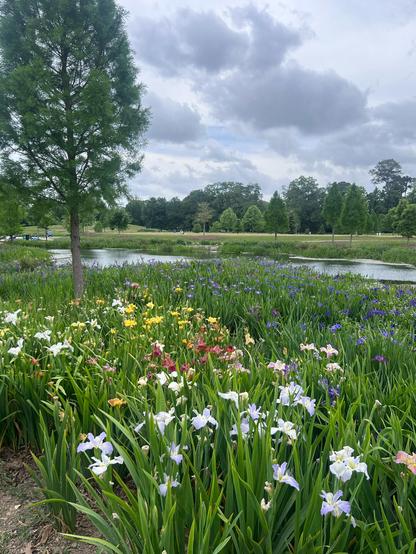 Field of irises with a small lake in the background. Cloudy day 