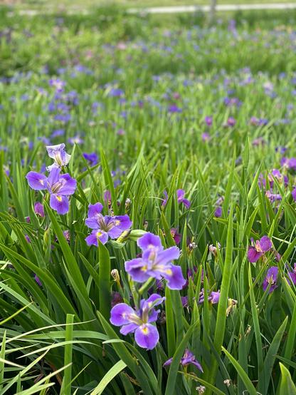Portrait mode photo of purple irises. 