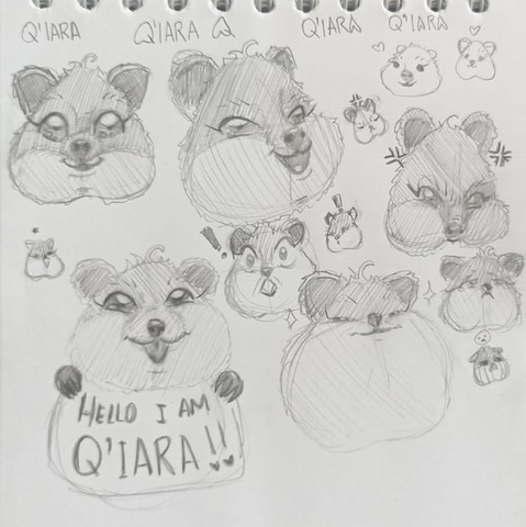 a cute quokka