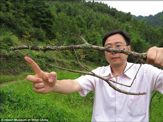 Phasme géant sur une branche