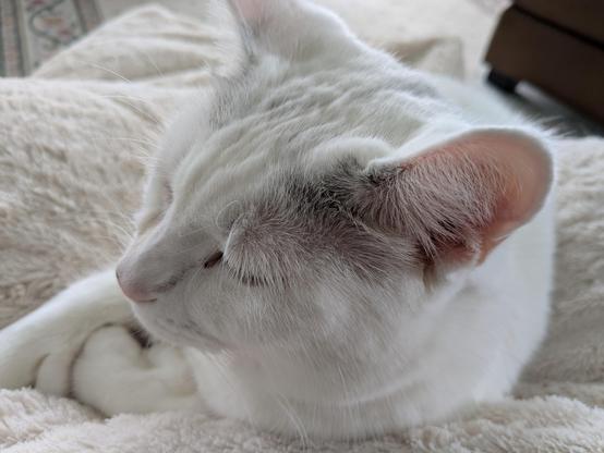 Image: Fuzzy white adult cat sits nestled on lap covered with fuzzy white throw blanket, enjoying a quiet Saturday.

Imagen: Un gato adulto de color blanco peludo se sienta acurrucado en su regazo cubierto con una manta blanca peluda, disfrutando de un sábado tranquilo.

Image : Un chat adulte blanc et duveteux est assis sur ses genoux, recouvert d'une couverture blanche et duveteuse, profitant d'un samedi tranquille.

Resim: Tüylü beyaz yetişkin kedi, tüylü beyaz battaniyeye sarılmış bir şekilde kucağında oturuyor ve sessiz bir cumartesi gününün tadını çıkarıyor.

画像: ふわふわした白い大人の猫が、ふわふわした白いブランケットをかけた膝の上に寄り添い、静かな土曜日を楽しんでいます。

Billede: En voksen, hvid kat sidder godt tilpas på skødet dækket af et hvidt, blødt tæppe og nyder en stille lørdag.

الصورة: قطة بالغة بيضاء اللون تجلس في حضن مغطى ببطانية بيضاء اللون، وتستمتع بيوم سبت هادئ.