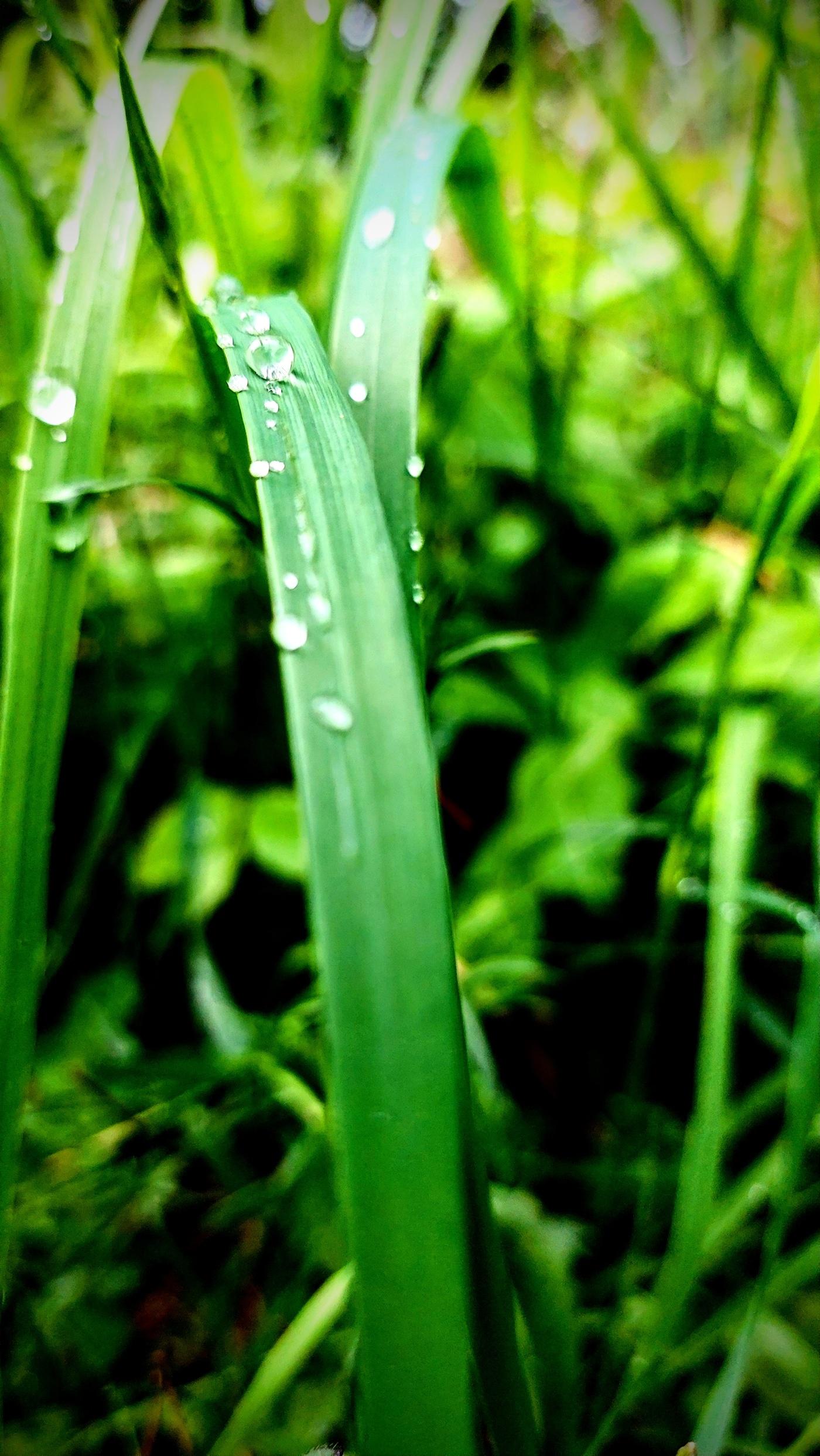 Morning dew resting on blades of grass on a cool summer morning.