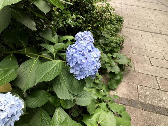 Some image