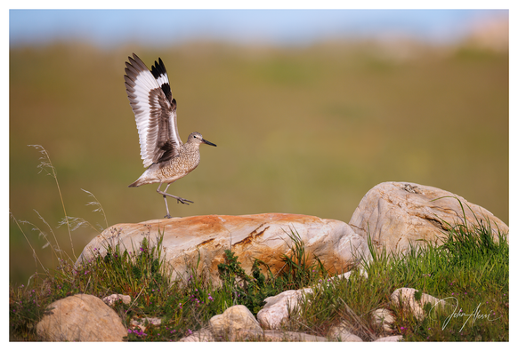 Horizontal format of grass with boulders across lower third of frame.  Bird in lower left third perching on a boulder and facing right with its wings straight up and foot in the air.  A small patch of blue sky caps off the top of the photo.