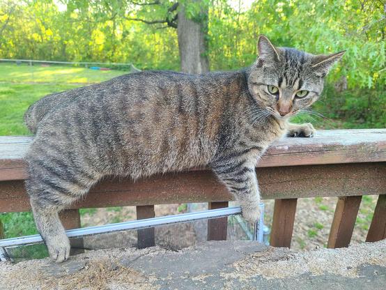 a fat tabby cat layong on wooden railing with both her back leg and front leg hanging off.