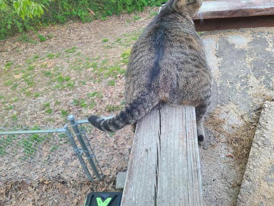 a fat tabby cat laying on a wooden railing with both back legs hanging off either side.