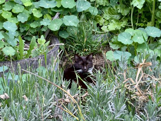 Brown tuxedo cat laying sleepily amongst many different kinds of greenery