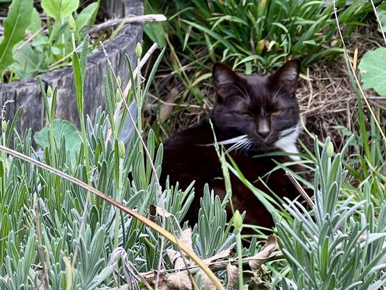 Brown tuxedo cat laying sleepily amongst many different kinds of greenery
