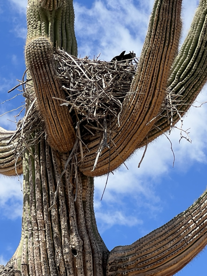 A raven built a nest in a saguaro and is sitting on eggs, zoomed in