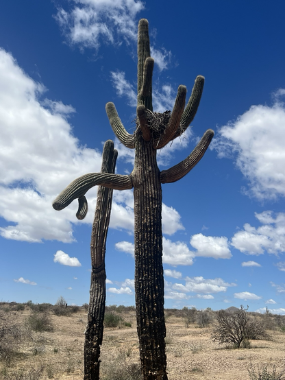 A raven nest in a saguaro