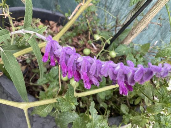 Purple flower of sage; on grey branch with long green on top grey underside leaves 
Growing in a pot next to last of the 🍅 tomatoes 