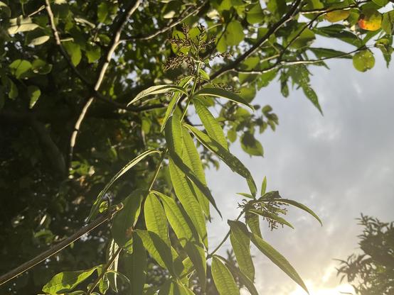 Bright green leaves of the Lemon Verbena late flowering 