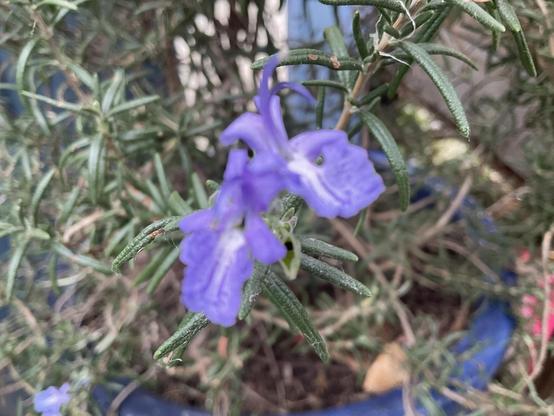 Lilac/purple flowers 💐 of the rosemary plant  with long and thin dark green leaves