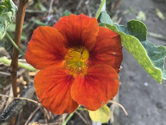 Nasturtium plant orange red petals and yellow centred flower 🌺 on light green “creeper/vine with large green leaves turning yellow as weather cools for “autumn”