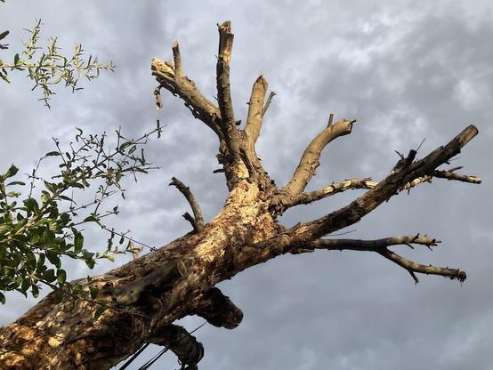 Wattle tree 🌳 30 years old has finally dried out and died so upper brown branches cut off for safety as likely to snap off in high winds. Tree trunk is lighter brown and creamy yellow with many holes from 🐛 bugs 🐜 ants harvesting under bark. morning light reflects off upper trunk. Birds use as a roost, look out / rest site on flight route around trees 🌲 in the area. 