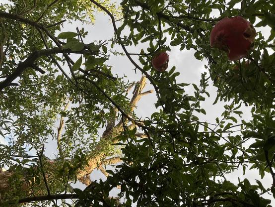 “From Below” looking up through pomegranate - round, pink, hard skinned fruit - tree to pruned back wattle tree … possums have been chewing into the pomegranates so the sweet pink “pellet” fruit inside exposed to air and insects too.