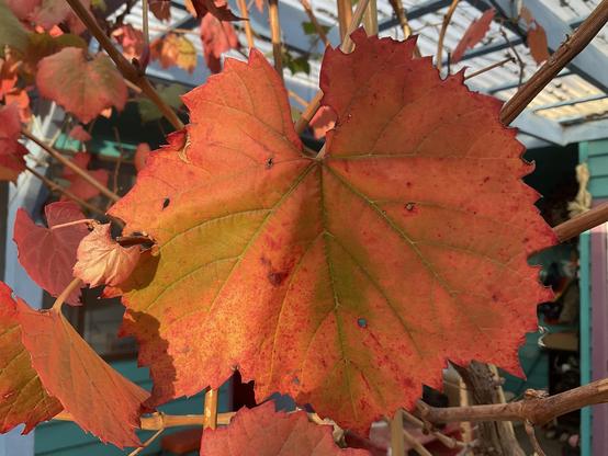 Last of the 🍇 grape leaves🍁 green turning orange/red 