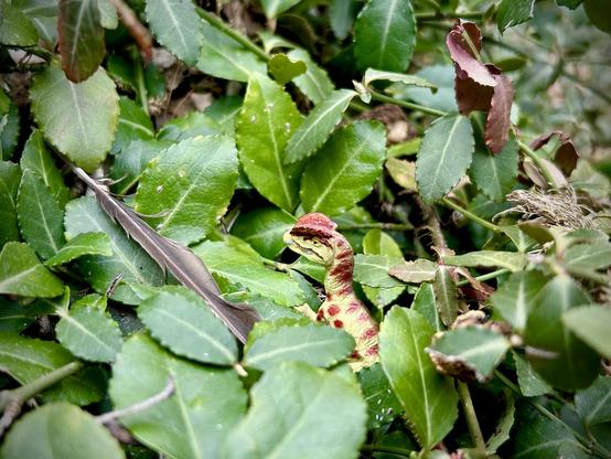 A green Dilophosaurus with brown spots stands half hidden in a sea of green leaves and thorns. A stray, grey feather lies to their left as they wait for the moment to strike.