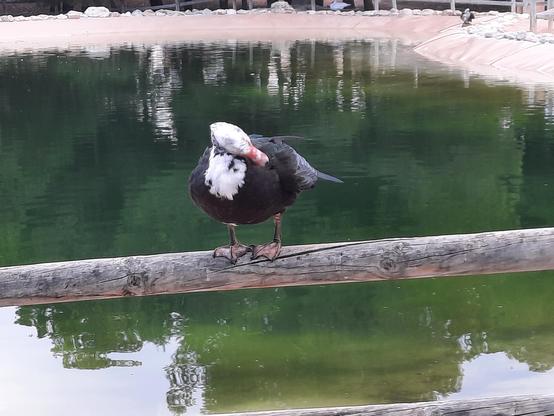 Una fotografía de un pato, subido a un poste, que está rascándose a sí mismo con su pico.