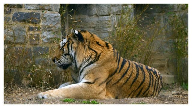 sleeping tiger