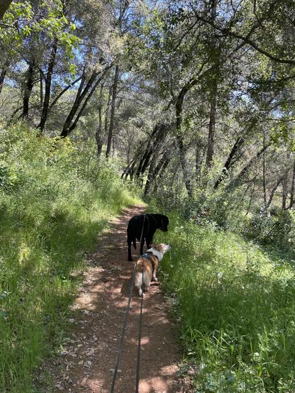 Two dogs, one black and one tan and white, are walking on a dirt path surrounded by lush greenery and trees. The scene is set in a sunny outdoor environment.