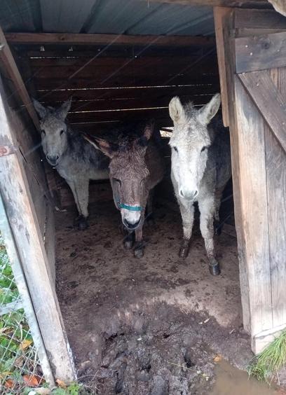 Les Poilu.e.s dans leur cabane (pas terrible la cabane...)