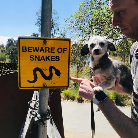 Spruce looking scared next to a sign saying beware of snakes!