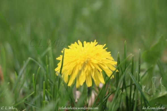 Close up of a dandelion surrounded by grass.