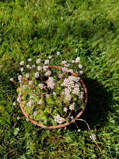 Auf einer grünen Rasenfläche steht eine Pflanzschale. Sie ist sehr dicht mit einer kleinblättrigen Pflanze bewachsen. Über der Pflanze sieht man zahlreichen weiße kleine Blüten, die auf dünnen Stängel stehen und über der Pflanze zu schweben scheinen.