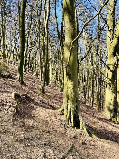 A picture taken through a woodland showing mostly bare trees. The ground slopes down steeply from left to right. A blue sky can just be seen through the branches.