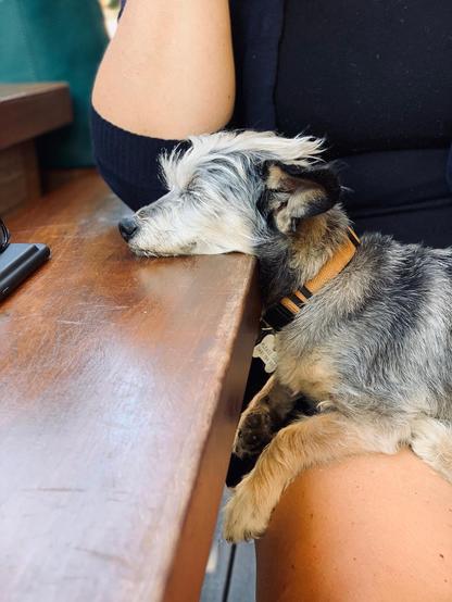 Spruce sleeping on a bar table