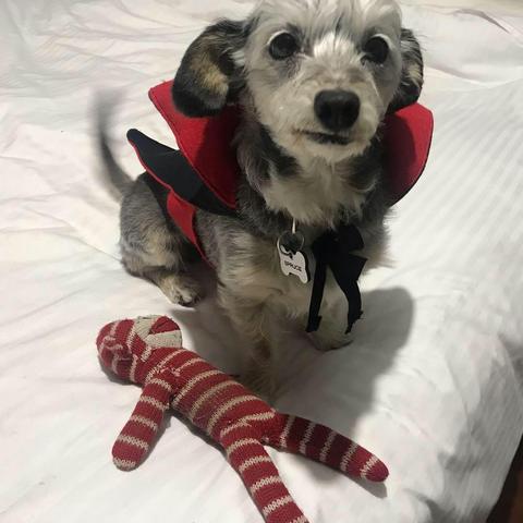 Spruce dressed up as Dracula for Halloween 