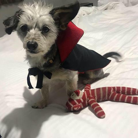 Spruce dressed up as Dracula for Halloween 