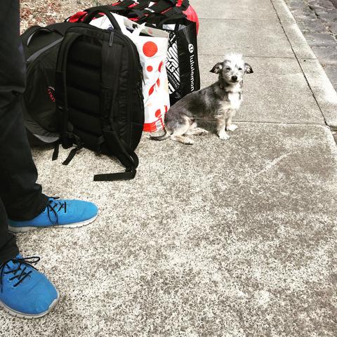 Spruce sitting next to lots of bags!