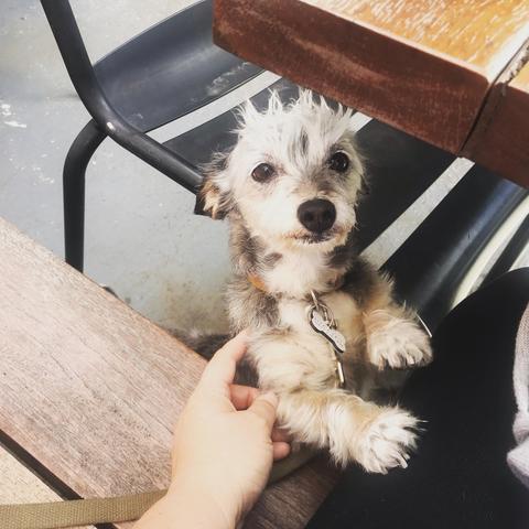 Spruce begging from under a table
