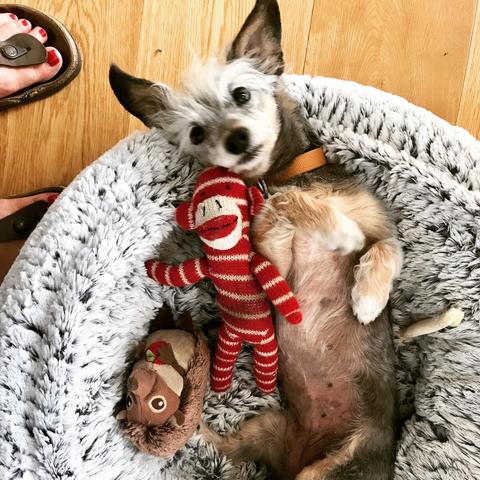 Spruce with a sock monkey toy and hedgehog toy