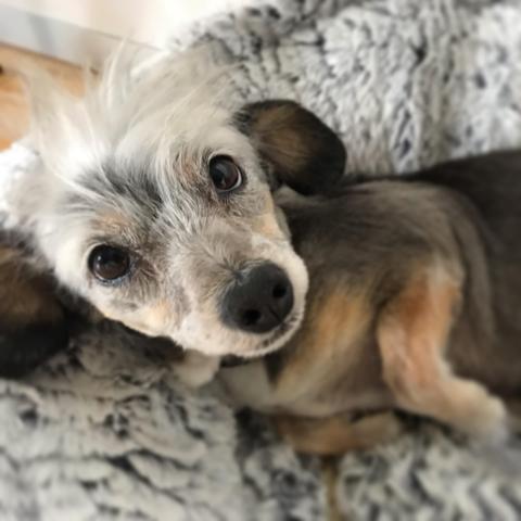 Spruce woken up from a nap… zzz