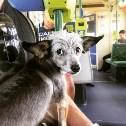 Spruce on the Melbourne tram 