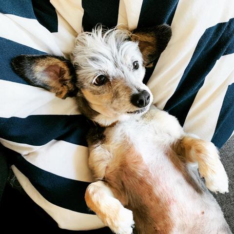 Spruce on her back chilling on a striped pillow