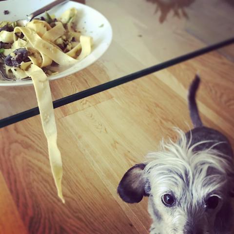 Spruce looking innocent next to a noodle that looks like it’s been gently pulled out of the dish