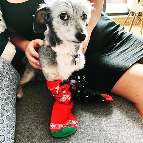 Spruce wearing Christmas socks looking not at all impressed